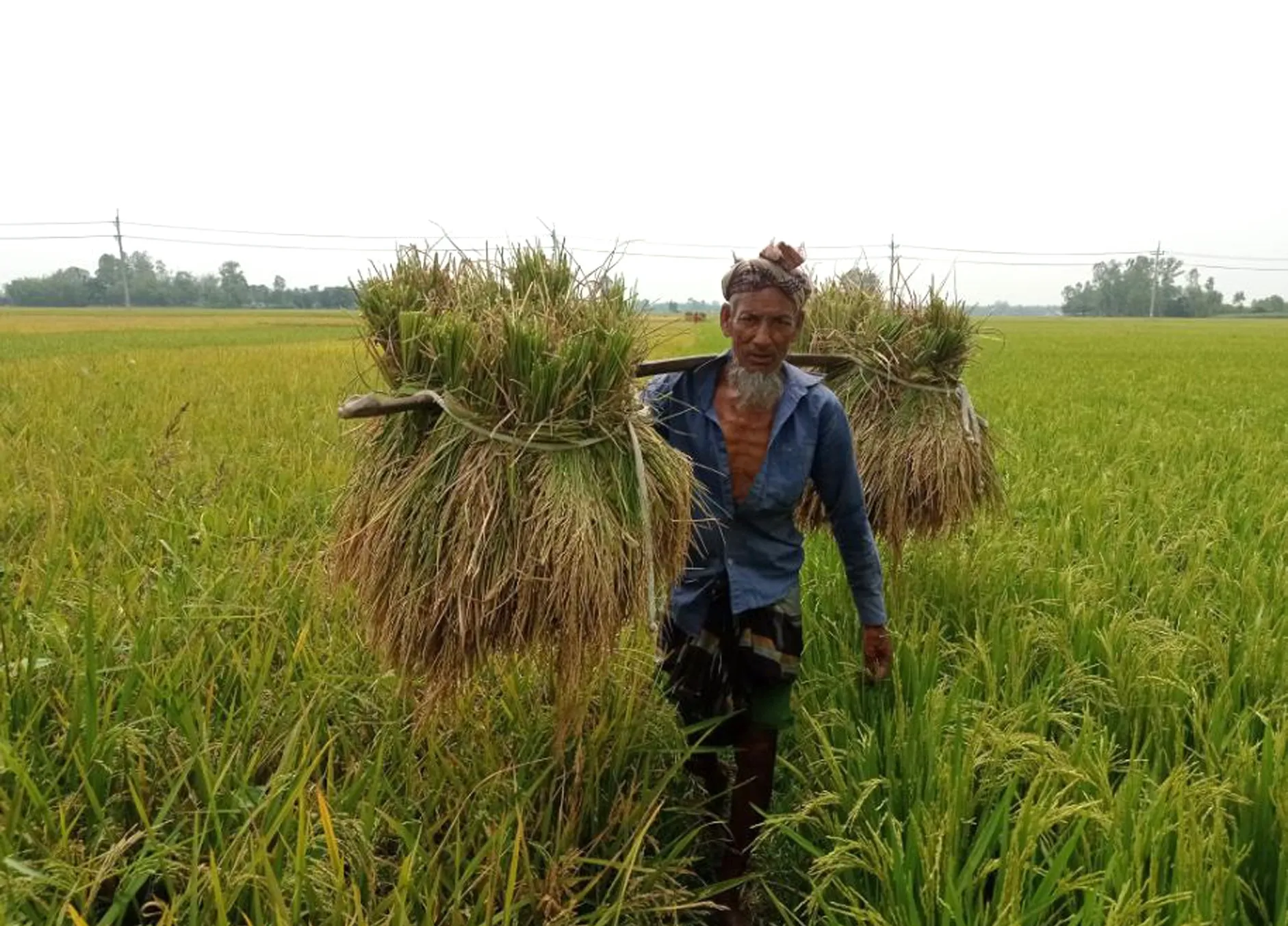 ফুলবাড়ীতে,  চড়া মূল্যেও,  মিলছে না,  শ্রমিক,  দুশ্চিন্তায়,  কৃষক